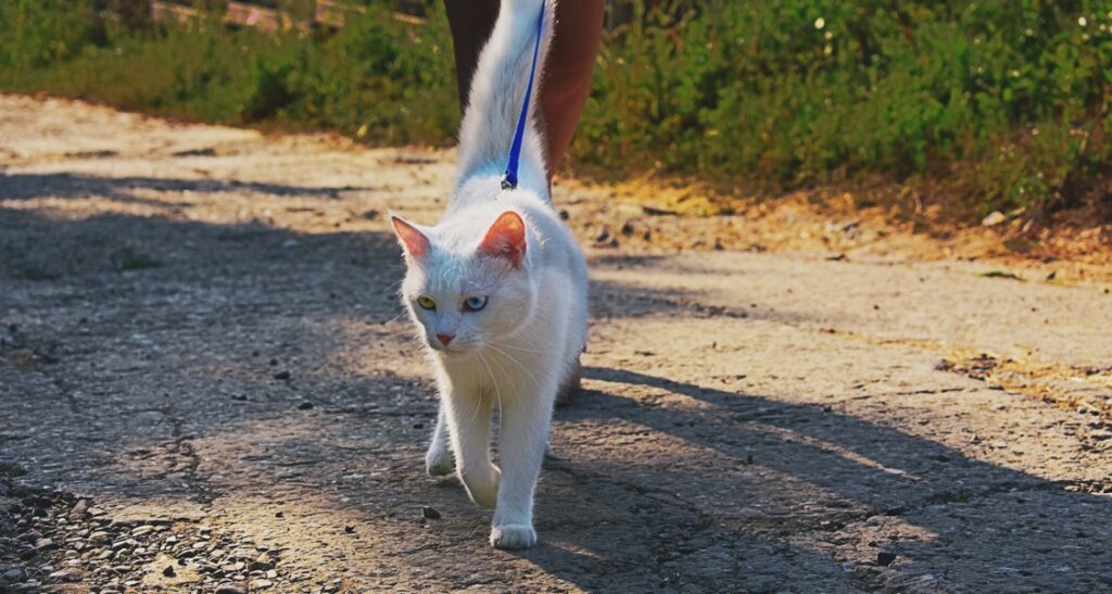 A domestic cat is on a leash outside