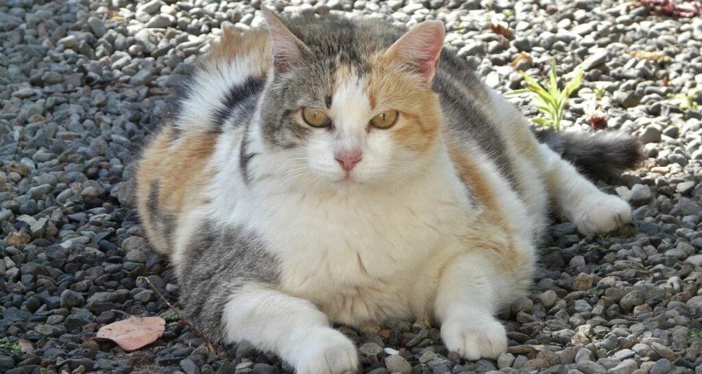 A fat cat is lying on gravel outside