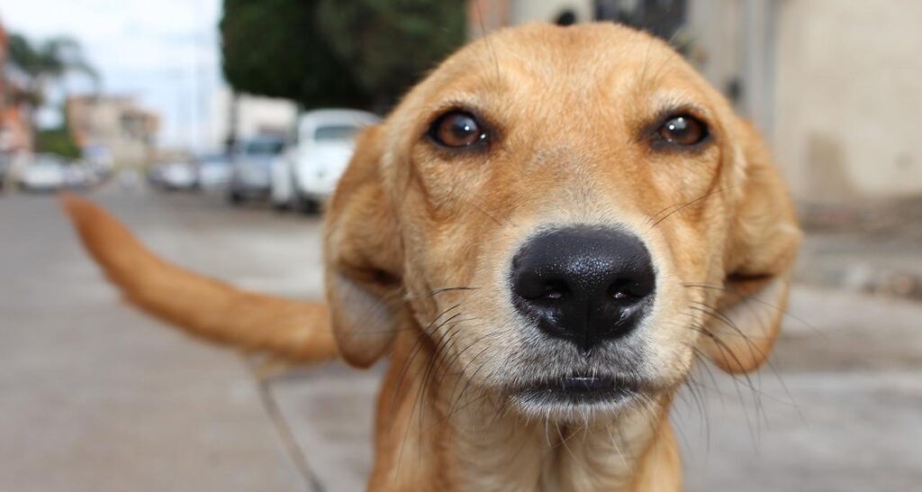 A front-on portrait view of a dog outside