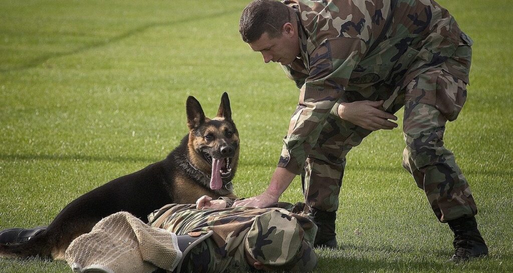 A German shepherd participating in military training outdoors