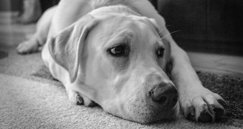 Black and white image of a Labrador retriever lying on carpet