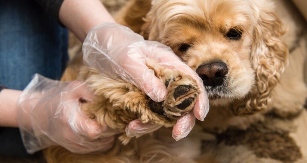 A person is handling a dog's front paw