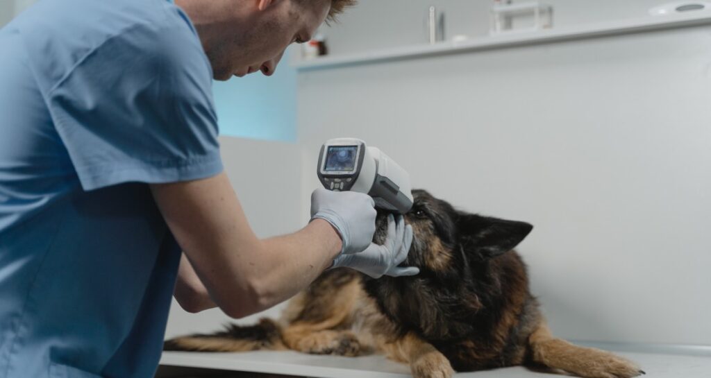 A veterinarian is checking a dog's eyes with a medical diagnostic tool