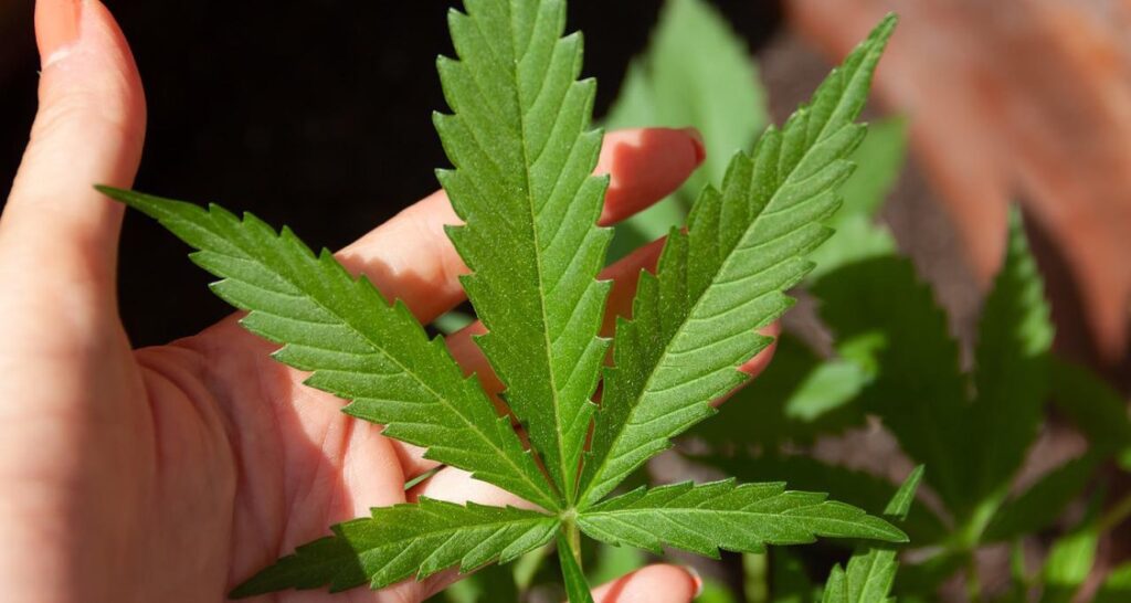 A woman is holding up a green cannabis leaf