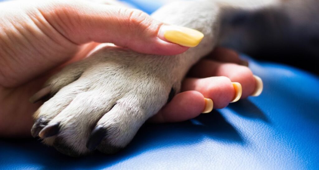 A woman is holding a dog's paw in the palm of their hand