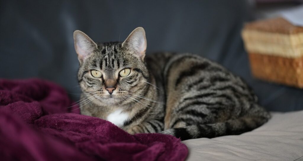 A cat with stripes is curled up beside a purple blanket