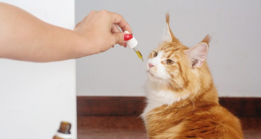 A cat is being given medicine directly from a dropper