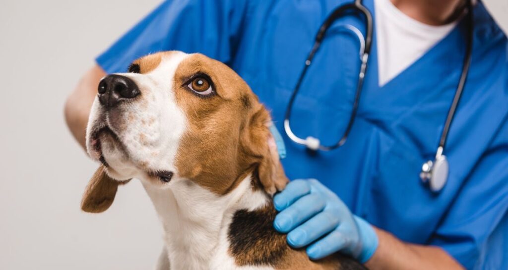 A dog is being examined by a veterinarian in blue scrubs