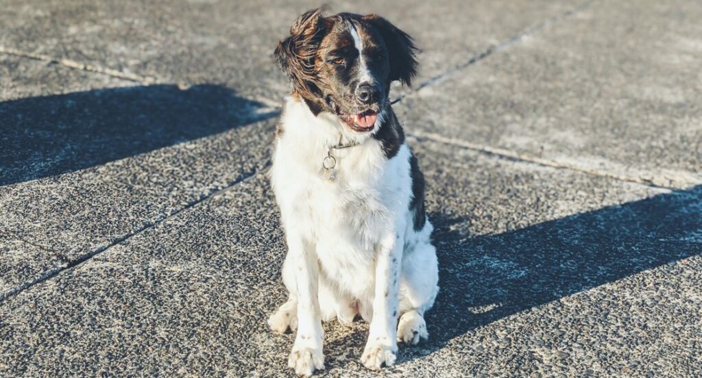 A dog is standing on a tarmac before boarding a flight