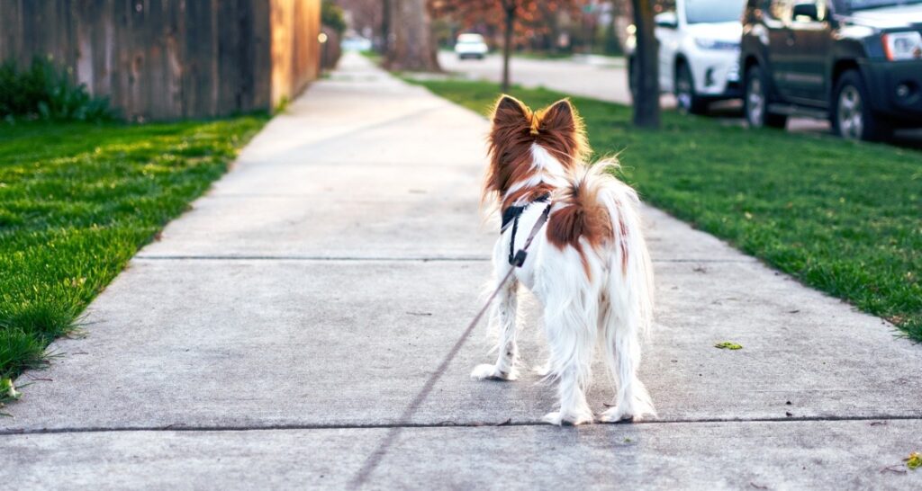 A dog on a leash is being walked in a neighborhood
