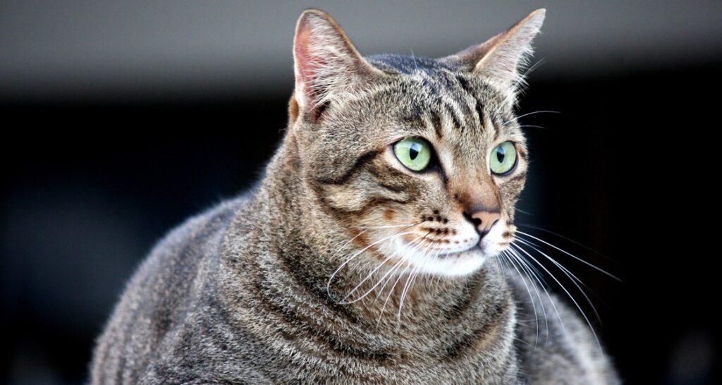 A fat cat with green eyes is sitting