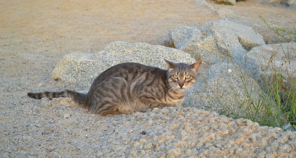A feral cat is sitting on a rock by the sand