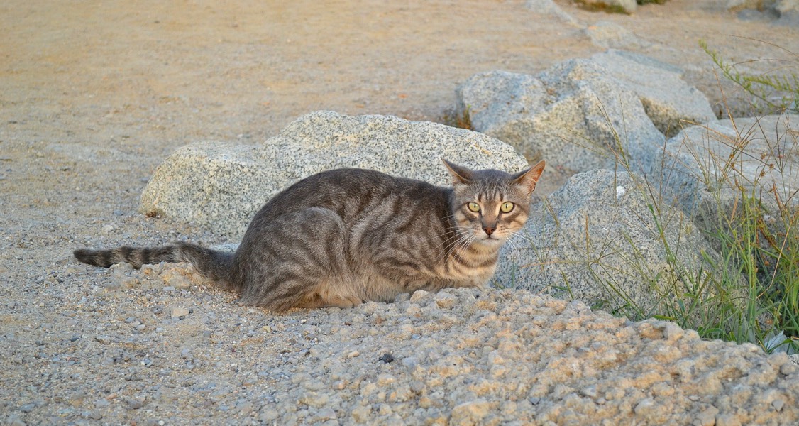 Feral cats pushing critically endangered marsupial further towards extinction Feral cats pushing critically endangered marsupial further towards extinction