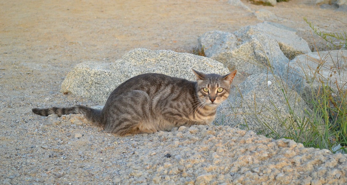 Feral cats pushing critically endangered marsupial further towards extinction