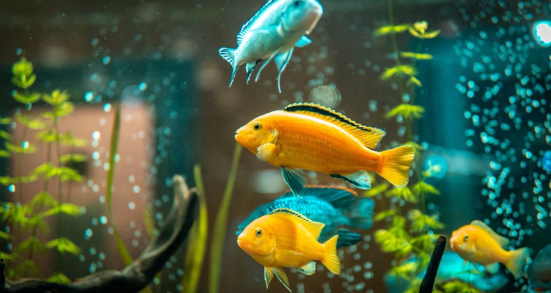 Reasons Why You Should Never Keep Your Fish in a Bowl Reasons Why You Should Never Keep Your Fish in a Bowl