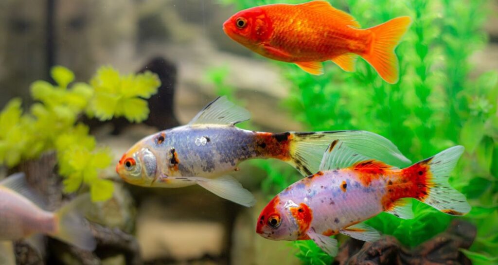 Three multicolored fish are swimming in an aquatic environment