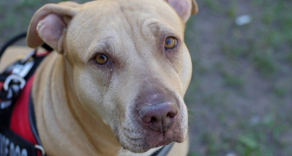 A pit bull service dog with a red harness