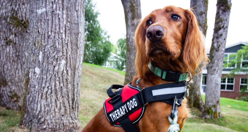 A therapy dog wearing a red harness is sitting outside in the grass