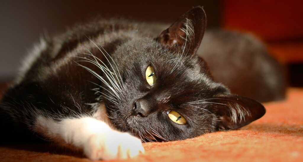 A black cat with yellow eyes and white paws is staring forward