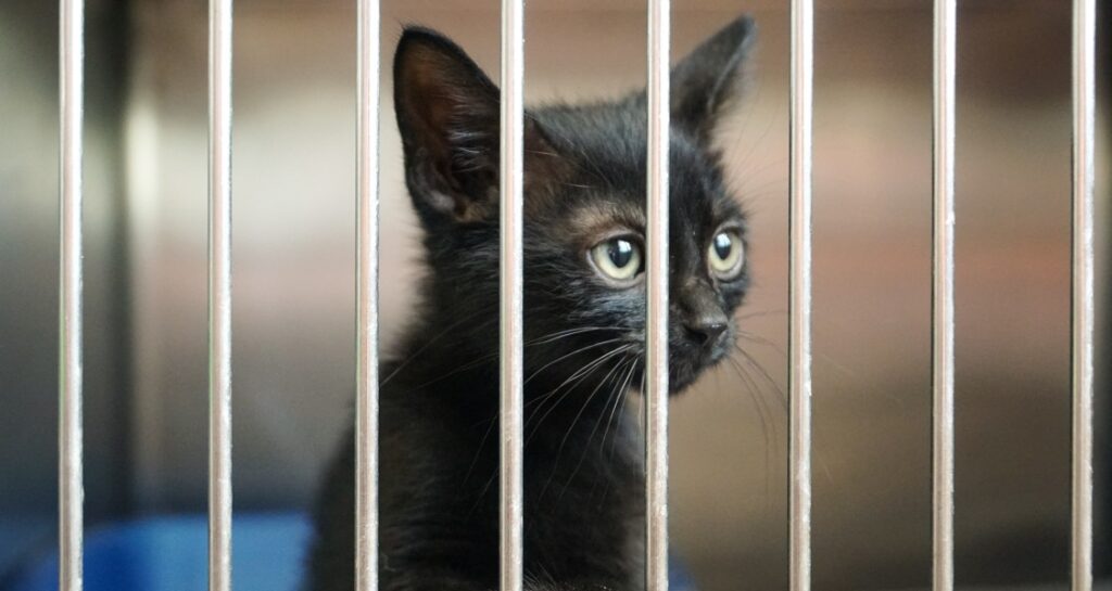 A black kitten is looking through animal cage bars waiting to be adopted