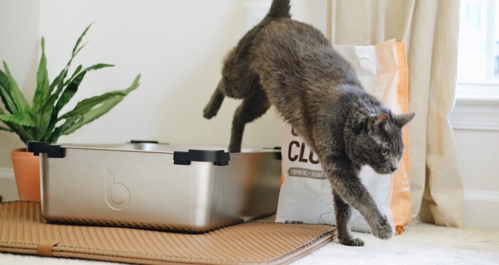 A grey cat is jumping out of a litter box