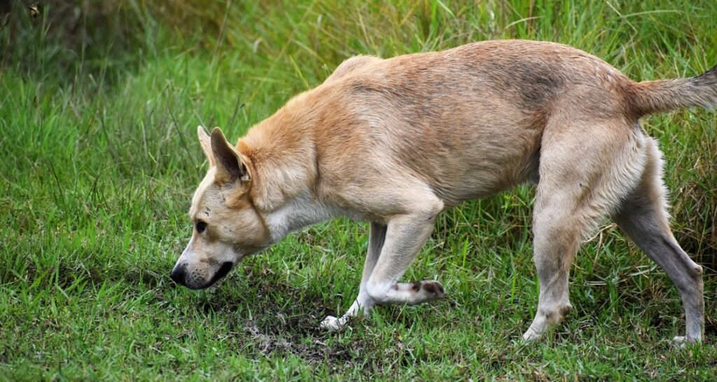 A dog is outside sniffing muddy grass