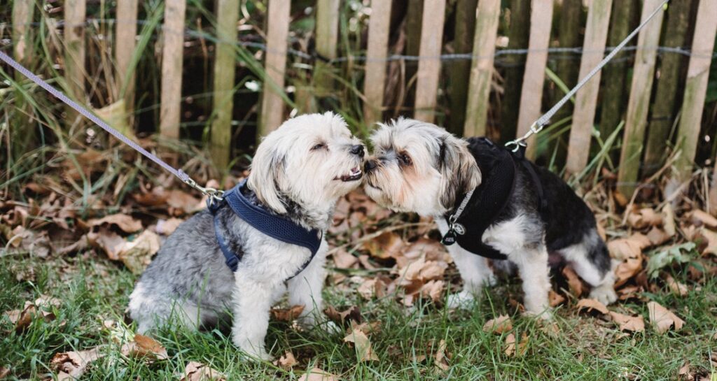 A dog is sniffing the mouth of another dog outside