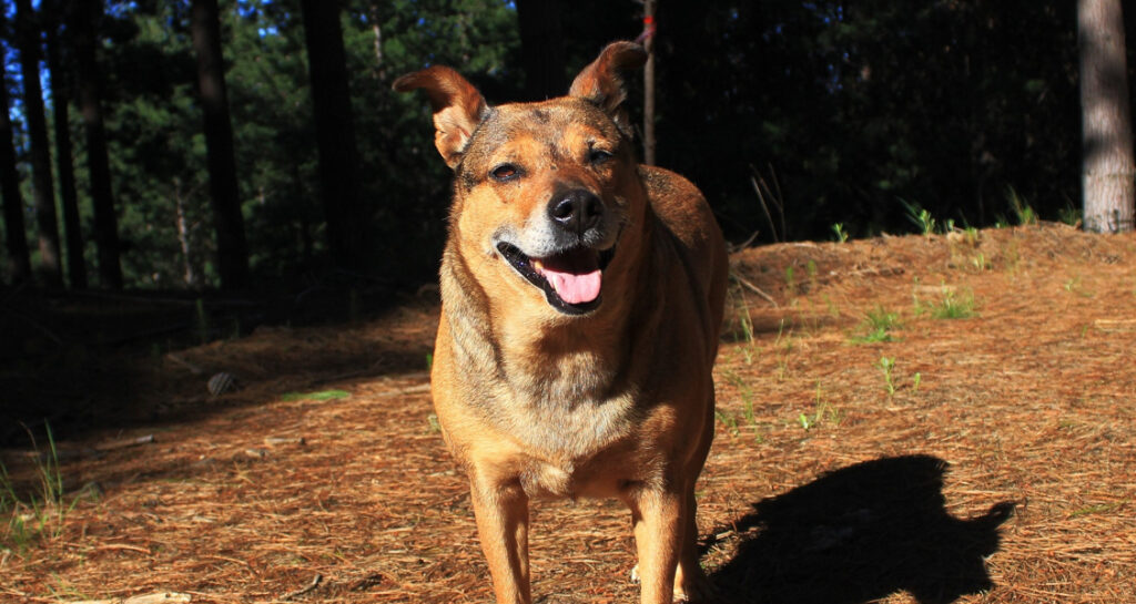 A dog is standing outside in the forest