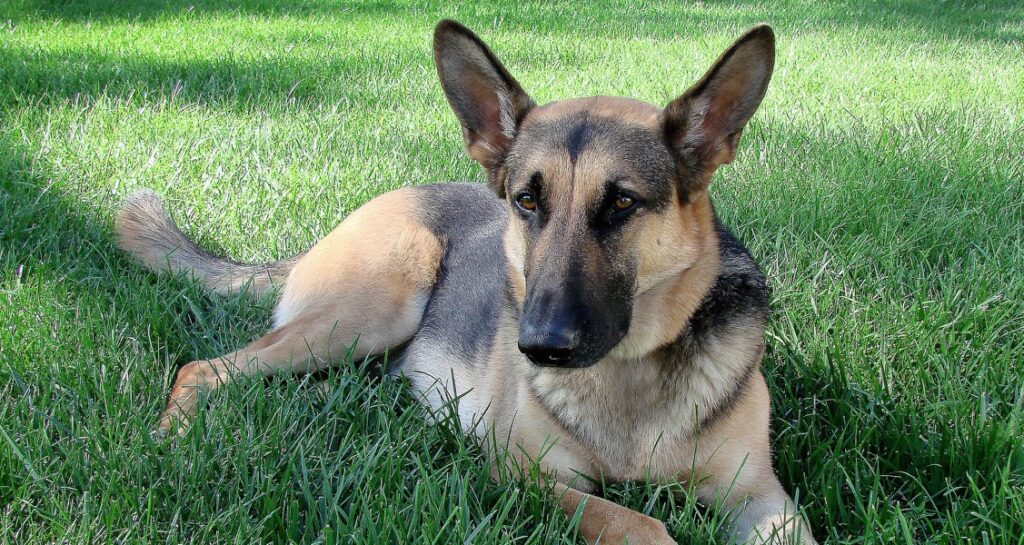 A German shepherd is sitting in the grass