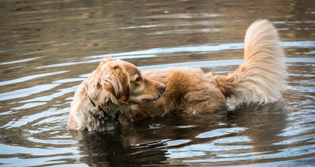 A golden retriever is standing in a lake