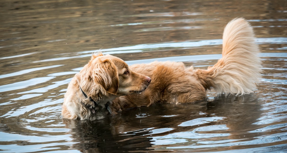 Study finds Nova Scotia has highest rate of leptospirosis in dogs