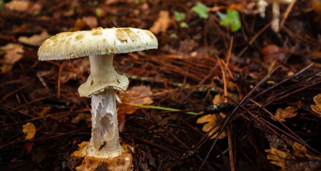 A poisonous mushroom is growing out of the soil