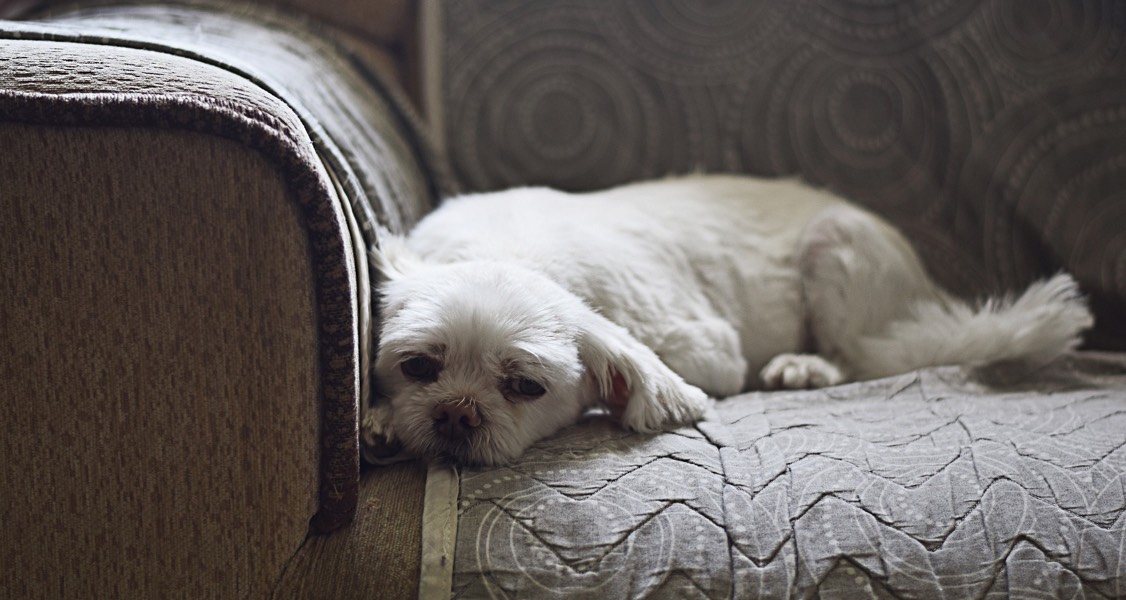 Urine luck: A new test for canine bladder and prostate cancer Urine luck: A new test for canine bladder and prostate cancer