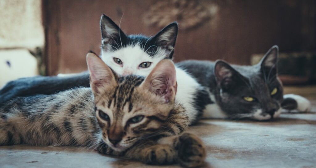 Three cats are lying on the ground next to each other