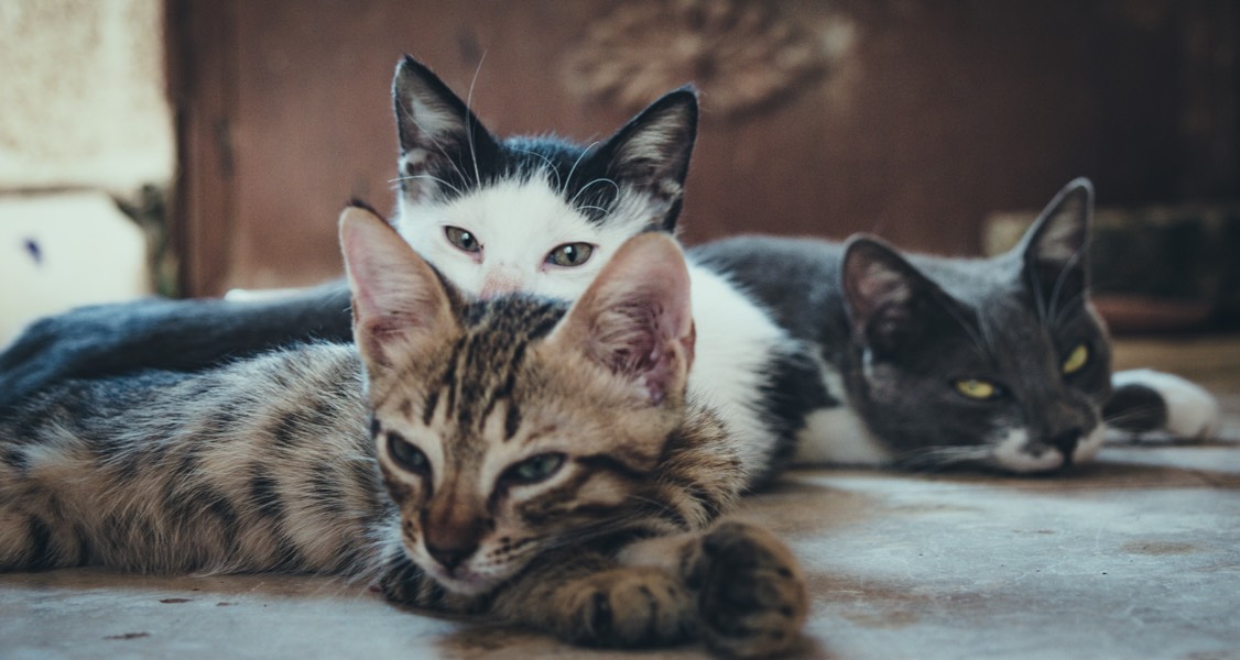 A New Study on the Behaviour of Hoarded Cats A New Study on the Behaviour of Hoarded Cats