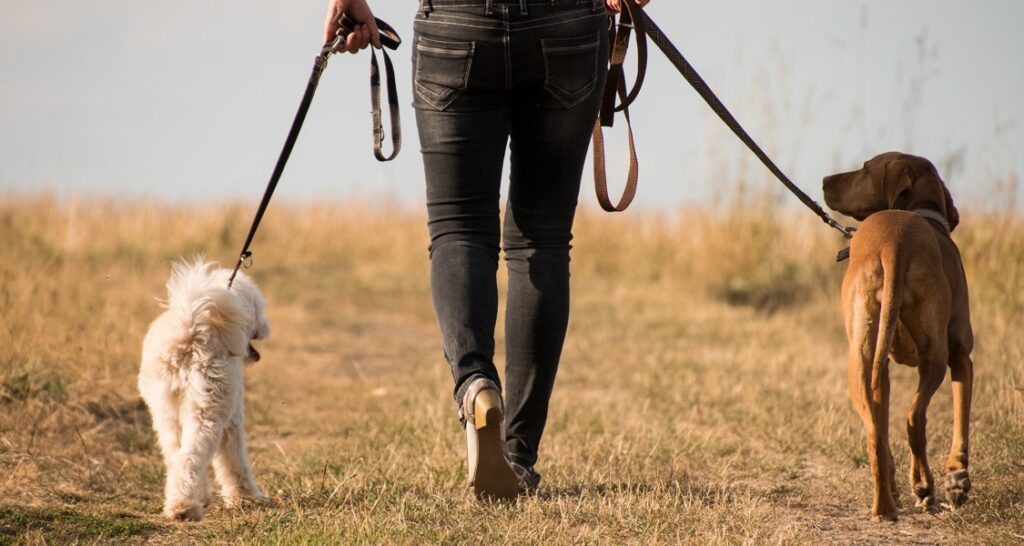 Two leashed dogs being walked at the same time in dry grass