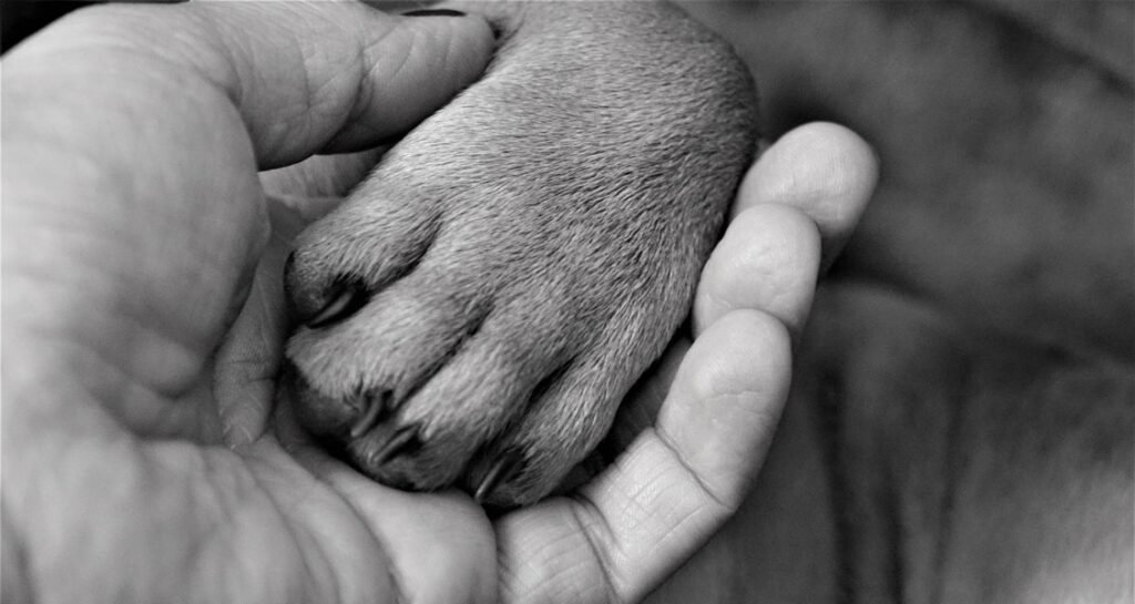 A woman is holding a dog's paw in their hand
