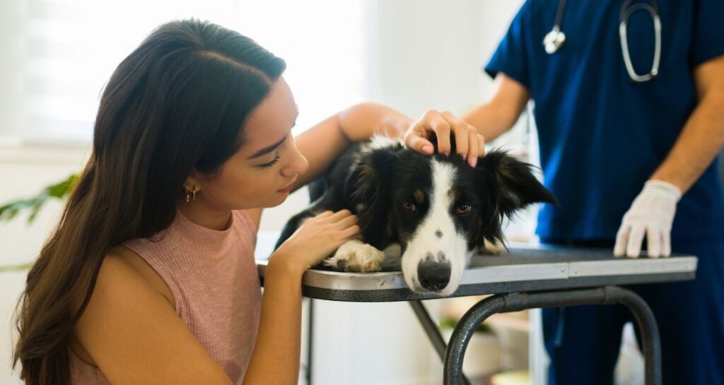 A woman is stroking a dog's head on an examination table with a veterinarian standing behind in the background