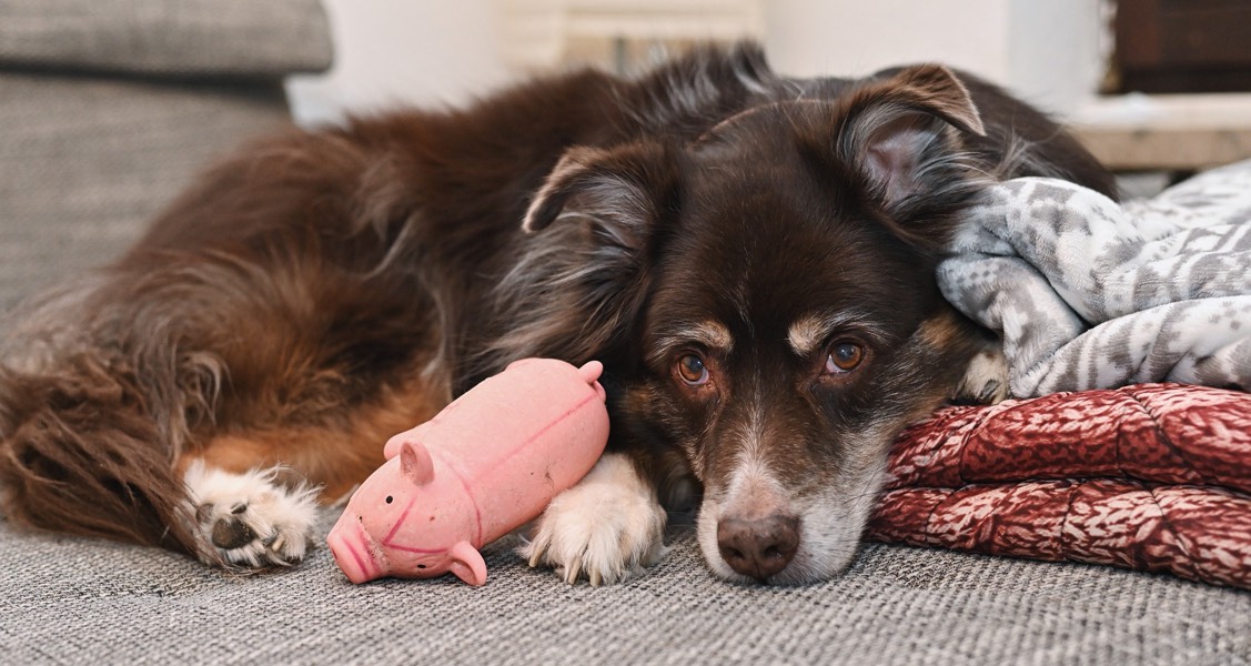 Genetic risk factor identified for cryptorchidism in dogs Genetic risk factor identified for cryptorchidism in dogs