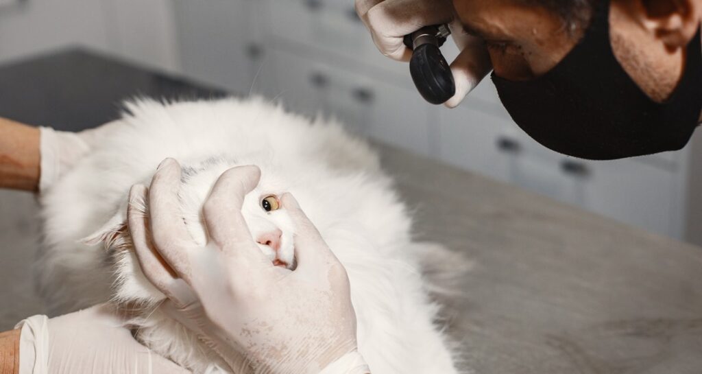 A white cat's eye is being examined by a veterinarian