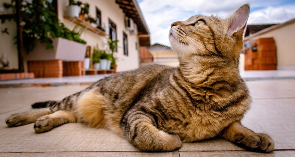 A cat looking up to their right is lying down on the ground outdoors