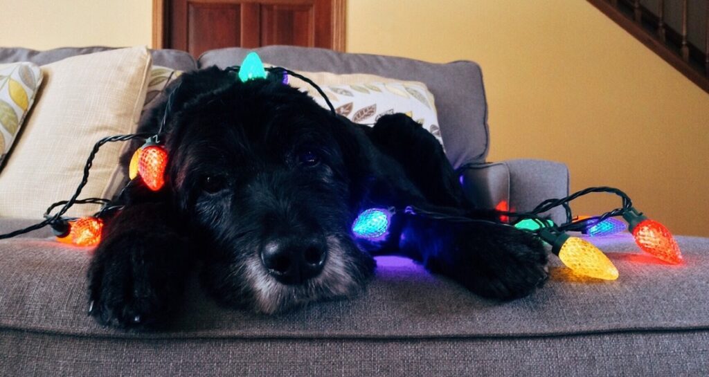 Christmas lights are on top of a dog lying on a couch