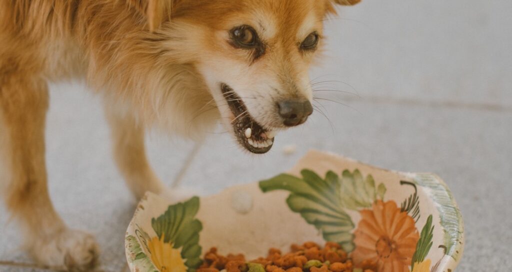 A dog is eating kibble out of a bowl