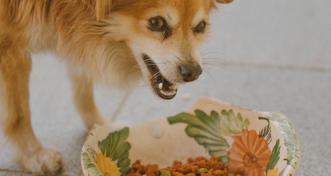 Your Dog’s Gut Microbes Change Quickly With New Diet Your Dog’s Gut Microbes Change Quickly With New Diet