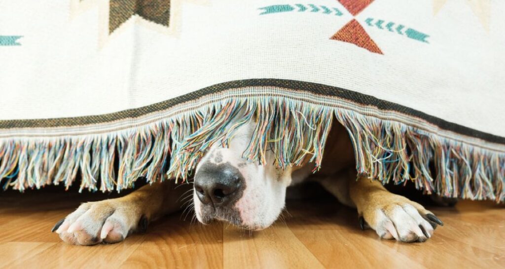 A dog is hiding beneath a bed and behind a blanket