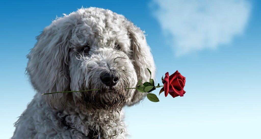 A dog is outside holding a red rose in its mouth