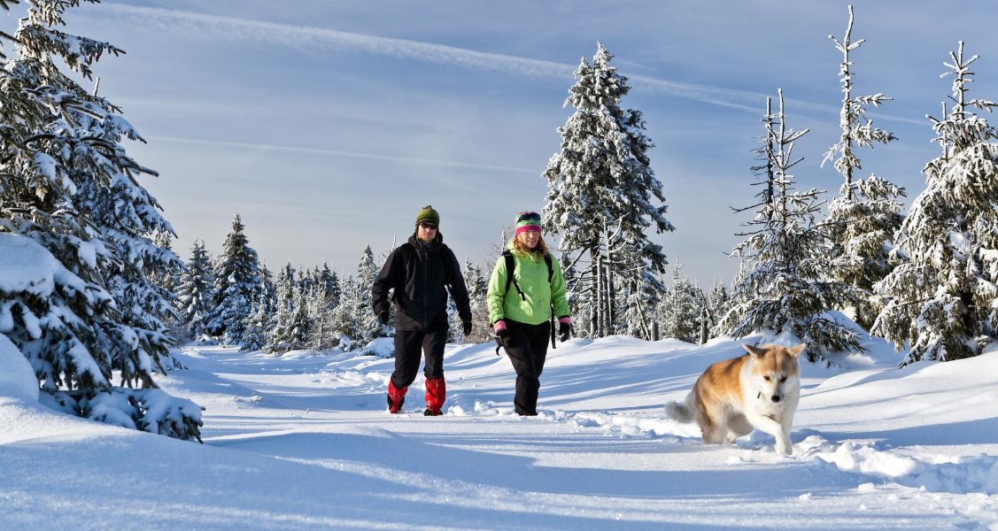 Helpful Tips for Hiking With Your Pup in the Winter Helpful Tips for Hiking With Your Pup in the Winter