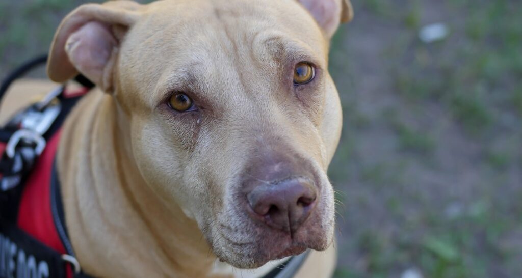 A pit bull service dog is wearing a red harness and looking upward