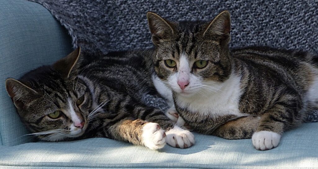 Two cats are lying together on a turquoise couch