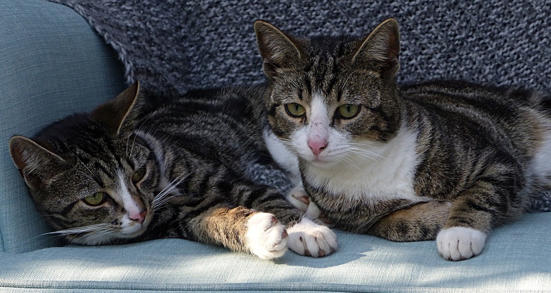 New Study Links Cat Hormones and Gut Microbiomes to Their Social Behavior